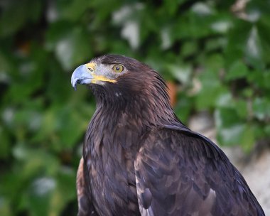 doğada kartal