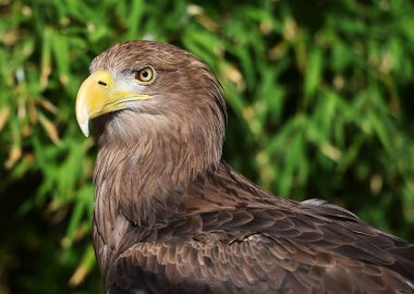 doğada kartal