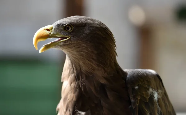 Eagle Nature — Stock Photo, Image