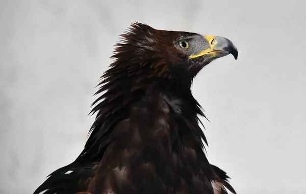 Eagle Natuur — Stockfoto