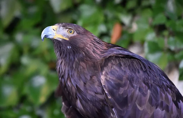 Adler Der Natur — Stockfoto