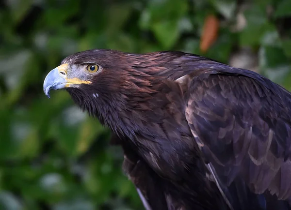 Eagle Nature — Stock Photo, Image