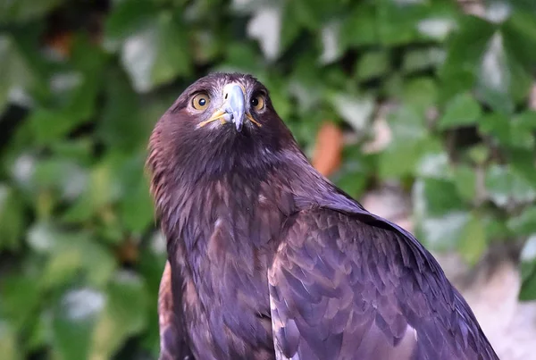 Eagle Nature — Stock Photo, Image