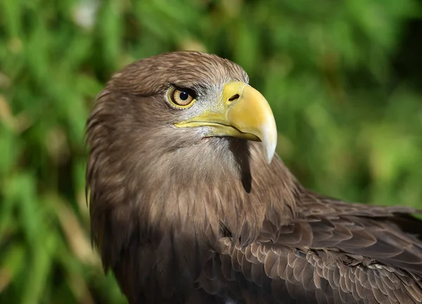 Águila Naturaleza — Foto de Stock