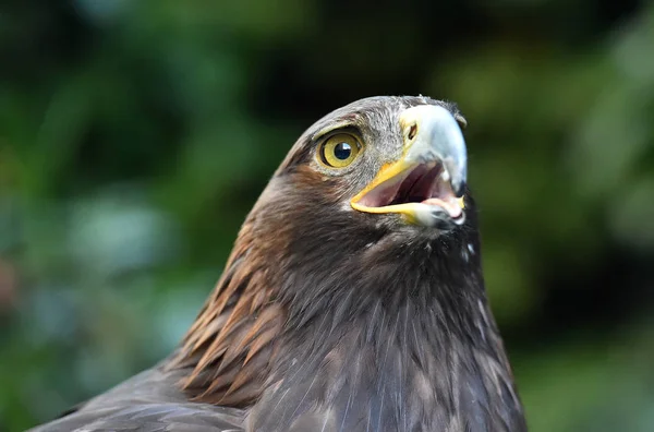 Eagle ในธรรมชาต — ภาพถ่ายสต็อก
