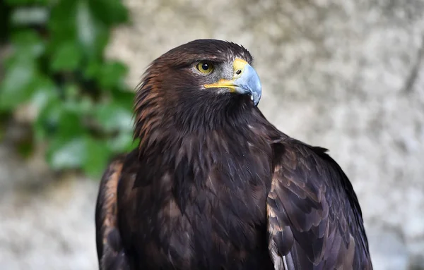 Eagle Nature — Stock Photo, Image