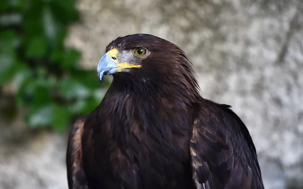 Águila Naturaleza —  Fotos de Stock