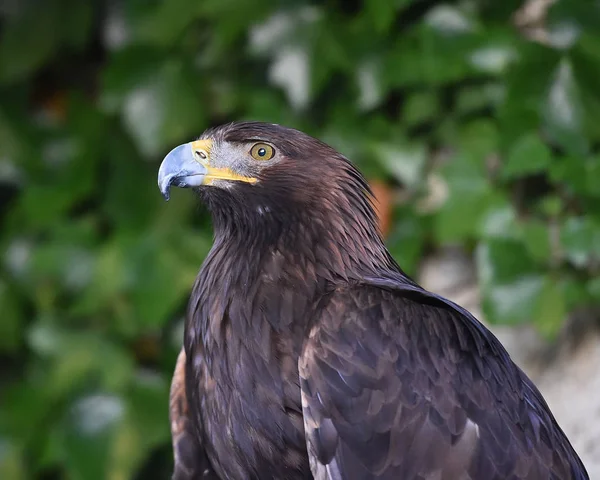 Adler Der Natur — Stockfoto