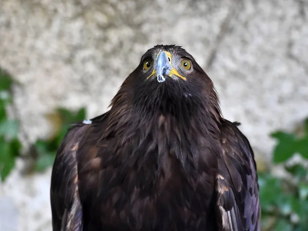 Adler Der Natur — Stockfoto