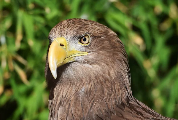 Eagle Natuur — Stockfoto