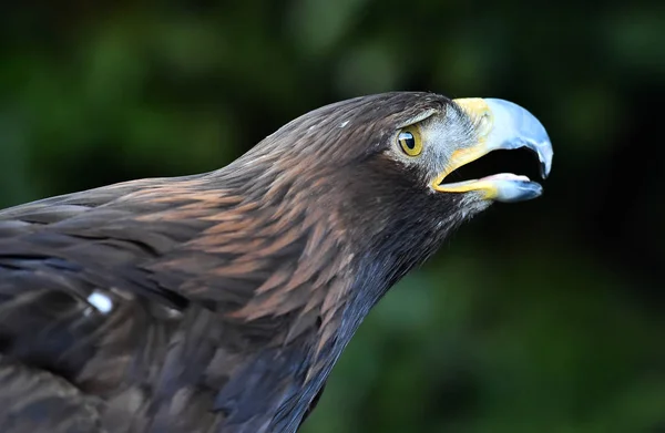 Águila Naturaleza — Foto de Stock