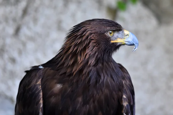 Águila Naturaleza — Foto de Stock