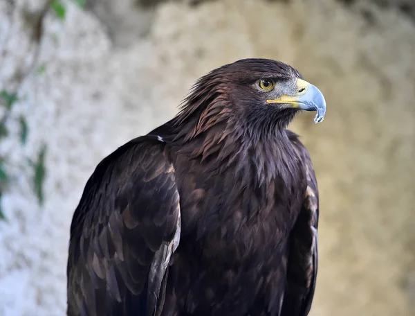 Águila Naturaleza — Foto de Stock