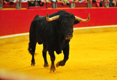 İspanya boğa boynuzları