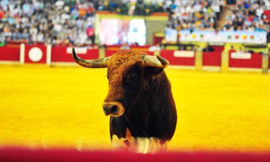 İspanya boğa boynuzları