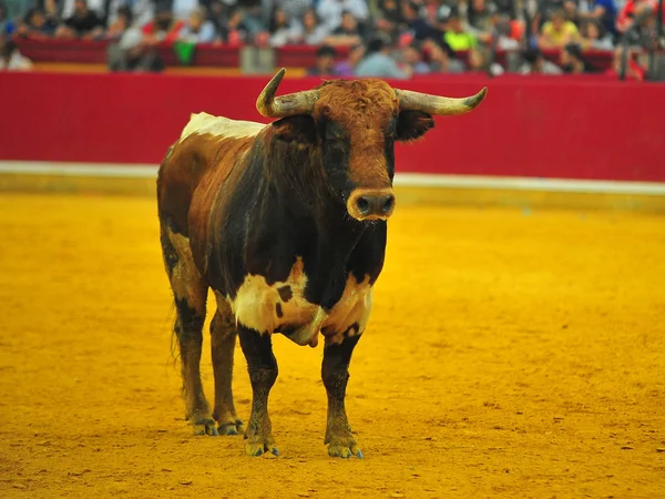 スペインでは牛の角 — ストック写真