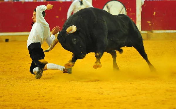 스페인에서 황소의 — 스톡 사진