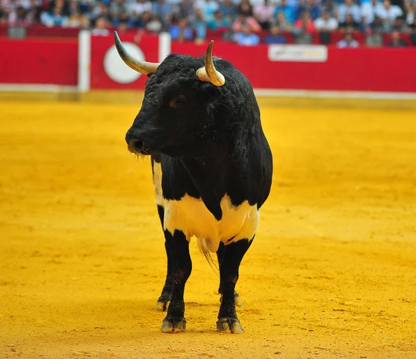 İspanya boğa boynuzları