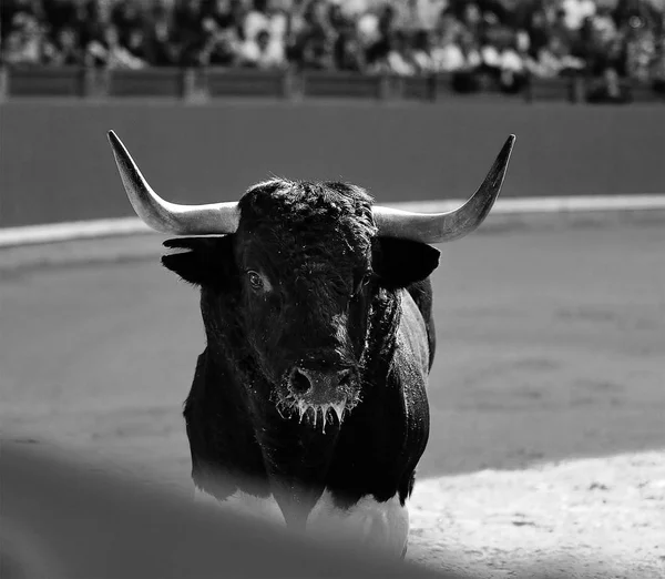 Κέρατα Ταύρου Στην Ισπανία — Φωτογραφία Αρχείου