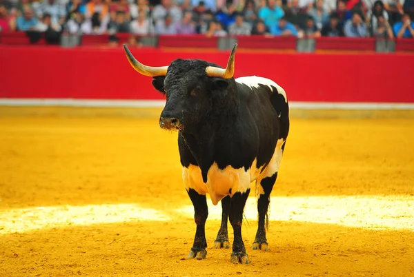 Horn Tjur Spanien — Stockfoto