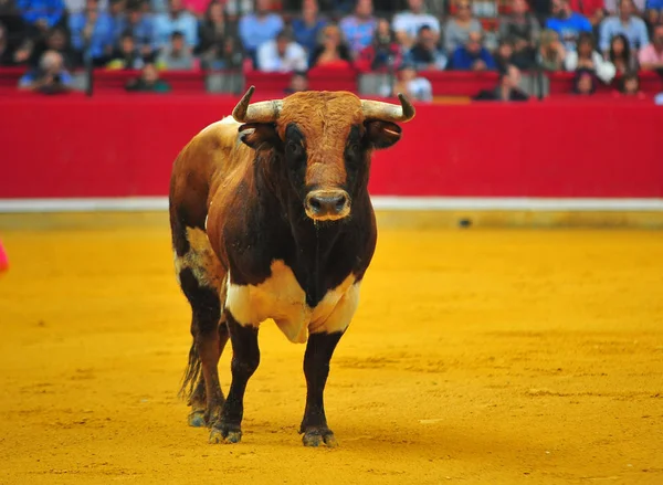 Cuernos Toro España — Foto de Stock