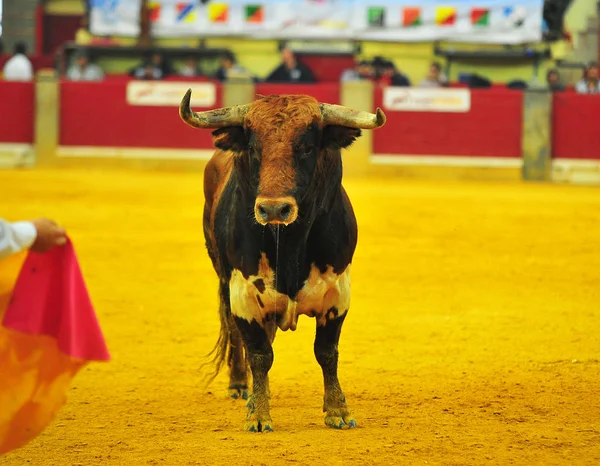 Роги Бика Іспанії — стокове фото