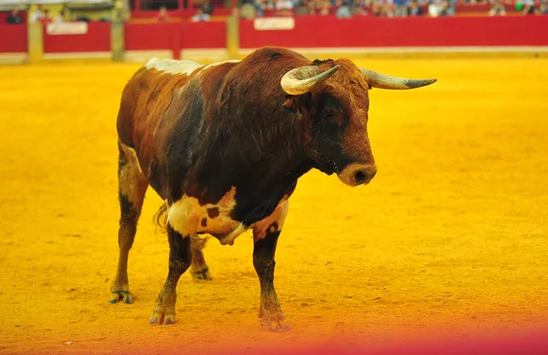 スペインでは牛の角 — ストック写真