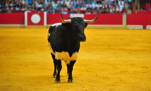 스페인에서 황소의 — 스톡 사진