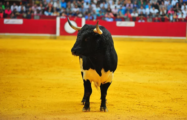 İspanya boğa boynuzları