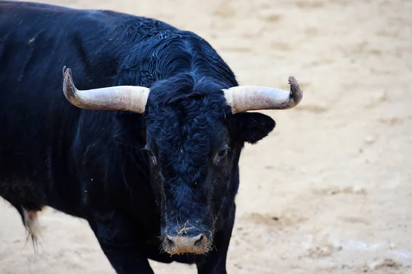 Horn Tjur Spanien — Stockfoto