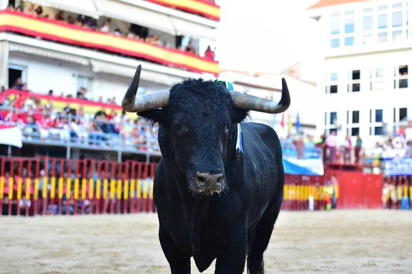 Spanyol Bika Szarva — Stock Fotó
