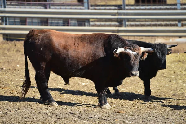 Horns Bull Spain — Stock Photo, Image