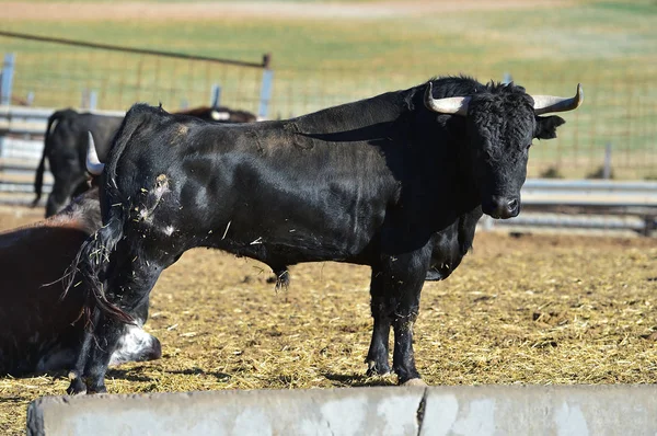 Horns Bull Spain — Stock Photo, Image