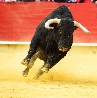 Arena içinde çalışan büyük siyah boğa