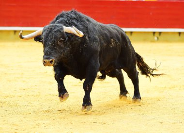 Arena içinde çalışan büyük siyah boğa