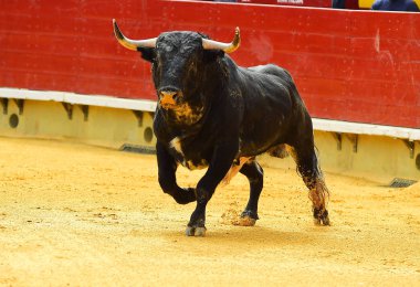 Arena içinde çalışan büyük siyah boğa