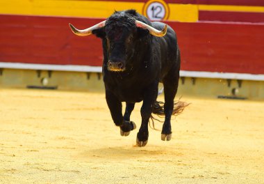 Arena içinde çalışan büyük siyah boğa
