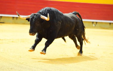 Arena içinde çalışan büyük siyah boğa
