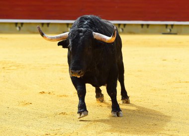 Arena içinde çalışan büyük siyah boğa