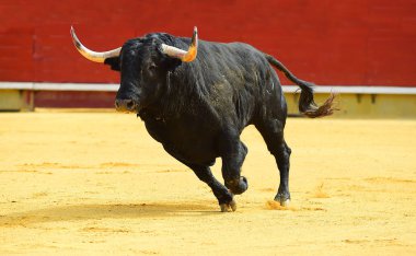 Arena içinde çalışan büyük siyah boğa