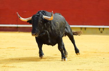 Arena içinde çalışan büyük siyah boğa