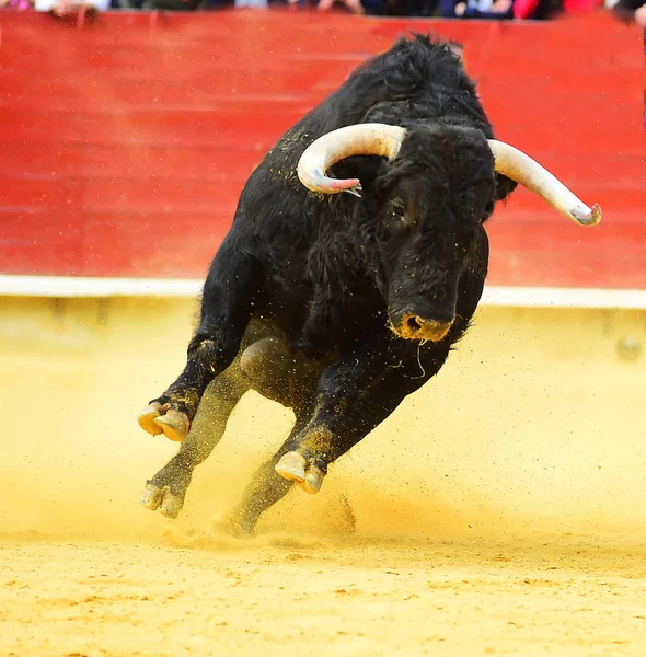 Stor Svart Tjur Kör Tjurfäktningsarena — Stockfoto