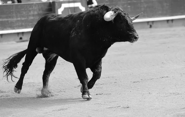 Großer Schwarzer Stier Läuft Stierkampfarena — Stockfoto