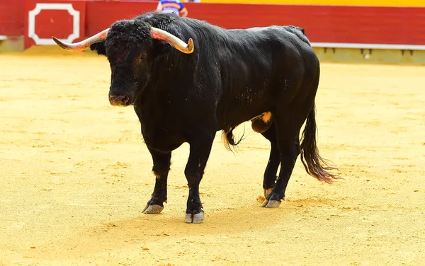 Grande Touro Preto Correndo Bullring — Fotografia de Stock