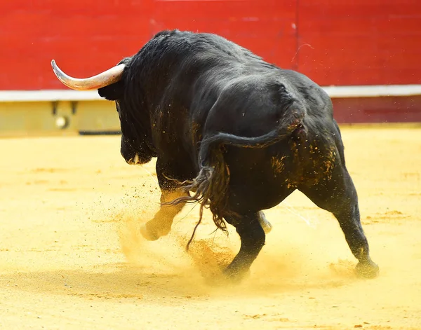 Großer Schwarzer Stier Läuft Stierkampfarena — Stockfoto