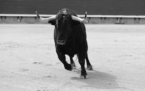 Großer Schwarzer Stier Läuft Stierkampfarena — Stockfoto