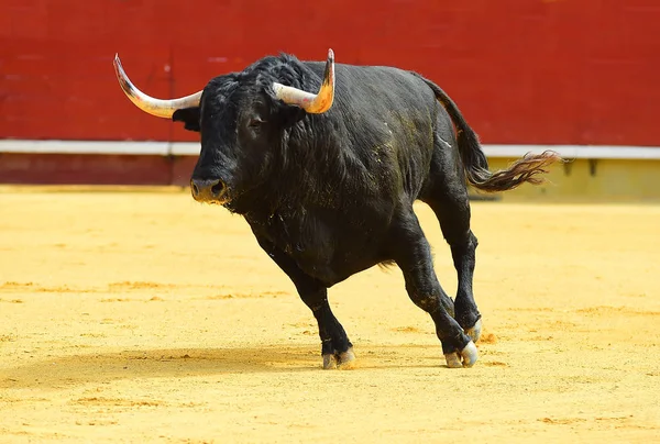 Großer Schwarzer Stier Läuft Stierkampfarena — Stockfoto