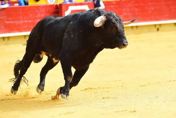 Arena Içinde Çalışan Büyük Siyah Boğa — Stok fotoğraf