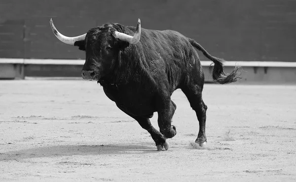 Großer Schwarzer Stier Läuft Stierkampfarena — Stockfoto