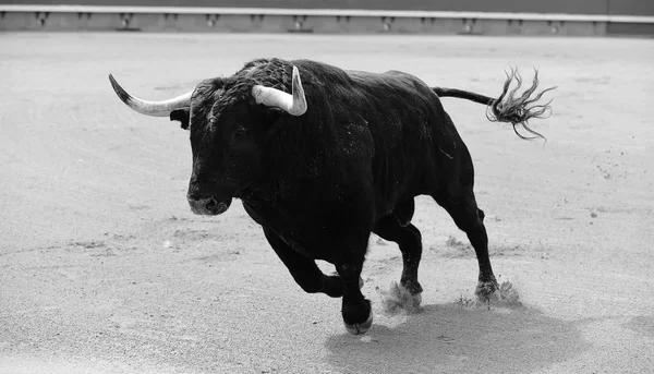Μεγάλο Μαύρο Ταύρο Που Εκτελούνται Αρένα Ταυρομαχιών — Φωτογραφία Αρχείου